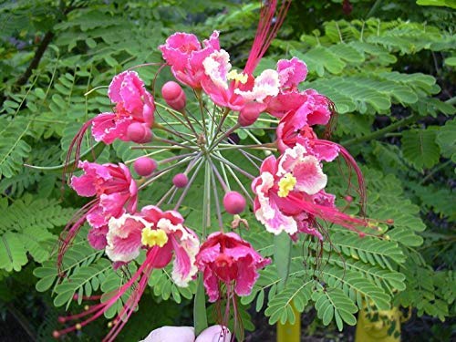 10pcs Caesalpinia pulcherrima 'Rubra' Red Pride of Barbados Flower Seeds