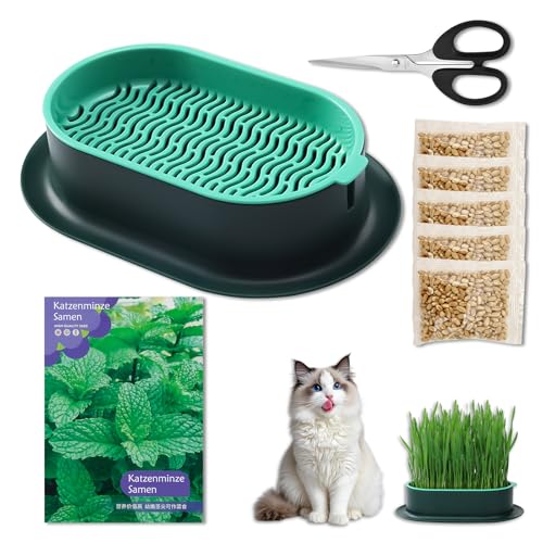 Dongcill Kit de Hierba Gatera Double Seeds,Jardinera Hierba para Gatos,Maceta germinadora,Semillas Menta de Gato 1000 + Semillas Hierba Gatera 100g,Apto para Estimulante y digestiva
