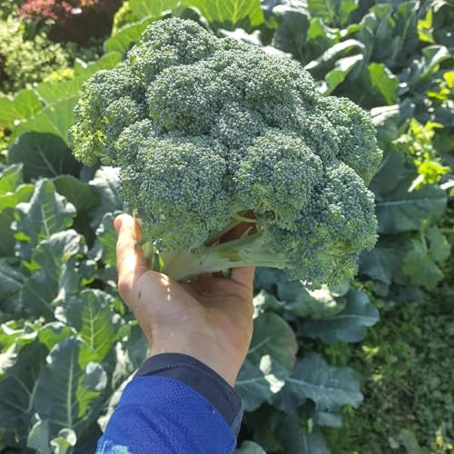 Curly's Mind podcast copertina