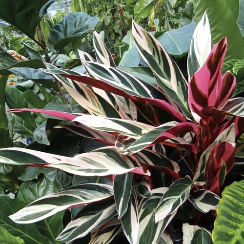 semillas de la planta de arrurruz calathea, plantas perennes plantas perennes resistentes Plantas de balcón resistentes Plantas para exterior resistentes al invierno plantas 60pcs