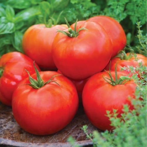 Kings Seeds - Tomato Big Daddy - 15 Seeds by Wafer