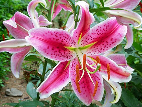 Stargazer Oriental Lily - 5 Bulbs Stargazer Oriental Lily - 5 Bulbs