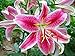 Stargazer Oriental Lily - 5 Bulbs