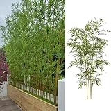 Photo Gallery wdjbpsh bambù piante alberi artificiali bambù artificiale barriera di privacy, pianta di simulazione verde per verde giardino posteriore(60 bamboo,tall 6.8ft/2.1m) Photo Gallery wdjbpsh bambù piante alberi artificiali bambù artificiale barriera di privacy, pianta di simulazione verde per verde giardino posteriore(60 bamboo,tall 6.8ft/2.1m)