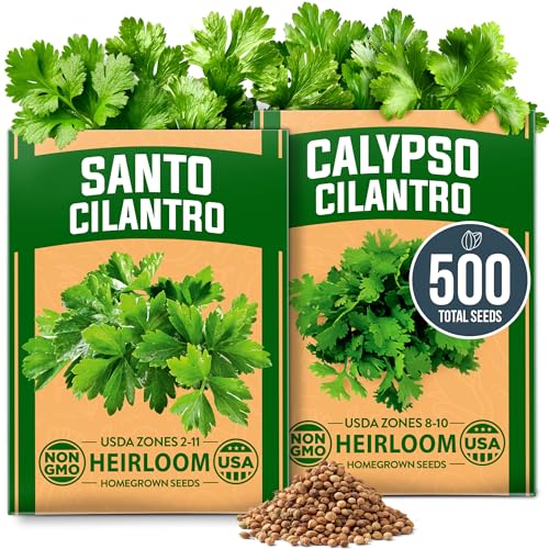 Image of HOME GROWN Cilantro Seeds 250 Calypso & 250 Santo Cilantro for Planting Indoors, Hydroponics or Aerogarden - Heirloom, Non-GMO, Santo Plant, for Your Indoor Herb Garden (Coriandrum sativum)