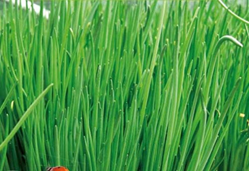 750x Chives Coarse EKO Allium Choenoprasum Plant Seeds K216 - Seeds Plants Shop Seed Bench Pullingen Patrik Ipsa