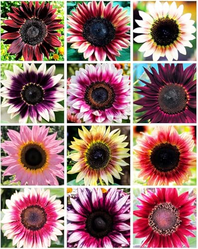100 Seeds for a Unique Garden - Rare Strawberry Pink Sunflowers