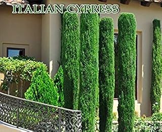 Italian cypress (Cupressus sempervirens)100 Seeds,Tuscan, or Graveyard Cypress,