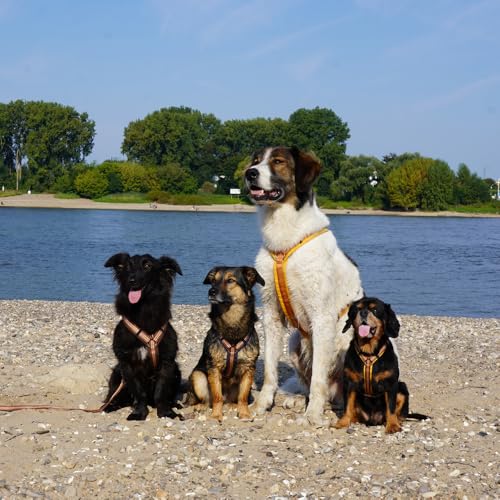 Anny-X Brustgeschirr Fun | Farbe Goldglöckchen | Hundegeschirr in Größe M (Brustumfang 62-74 cm) (Goldglöckchen, M)