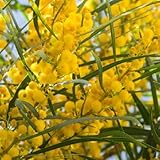 Pianta di Mimosa 4 Stagioni Profumata Gialla ACACIA RETINOIDES vaso 18cm AMDGarden