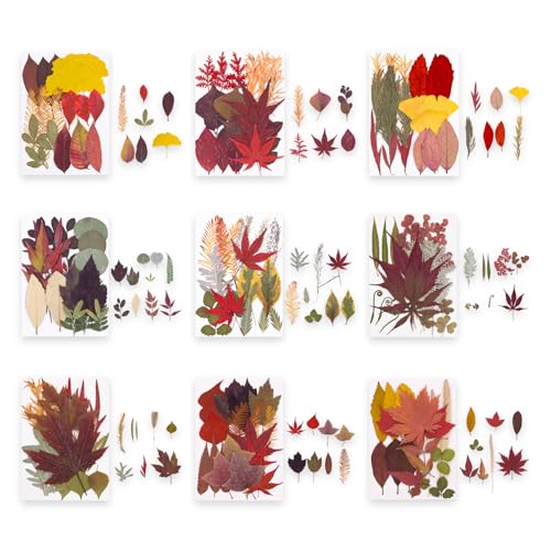 Set de Flores Naturales Prensadas para Arte y Joyería miniatura 4