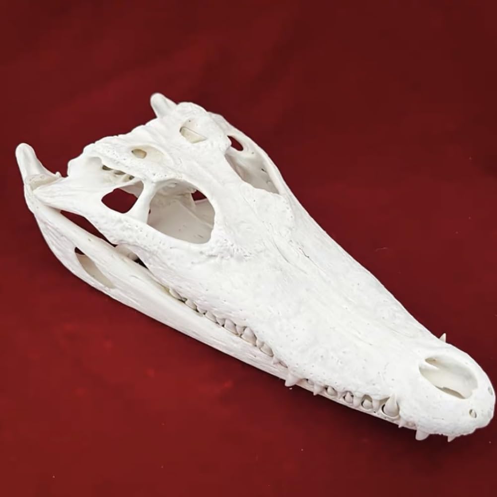 Arte di Cranio Coccodrillo Reale, Campione di tassidermia di Grande Cranio per Animali Science Education/Collectibles Study/Home & Office Decor, (Color : 25-30cm)