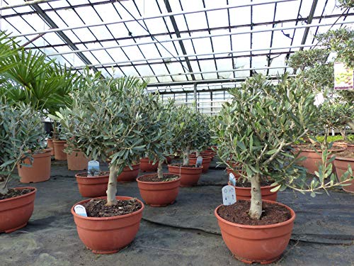Olivenbaum Bonsai Formgehölz, Olive winterhart, Olea europaea - Image 7