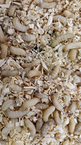 Best Bait Live Waxworms for Reptiles, Birds, and Fishing Bait. High-Protein, Calcium-Rich Larvae Ideal for Bearded Dragons, Geckos, Chickens, and Trout. 100 Count. - Image 6