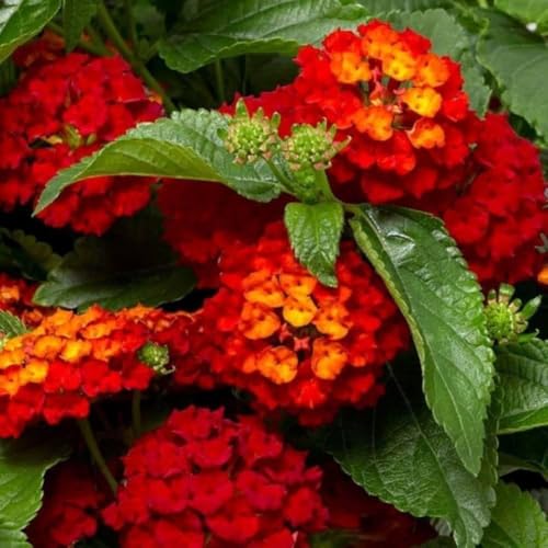 Image of Red Lantana Live Plant with Pot | Hardy Long Blooming Flowering Shrub | Vibrant Ornamental Outdoor Plant for Home Garden Balcony Terrace Landscape Butterfly Garden Decor | Pack of 1