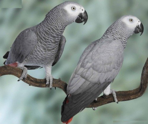ConversationPrints AFRICAN GREY PARROT GLOSSY POSTER PICTURE PHOTO BANNER bird congo talk gray