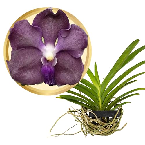 Better-GRO Vanda Orchid, 4' Live Plant, Vandachostylis Tan Thai Ng Ng, Blooms Size 6-12 Months with Proper Care, Deep Purple Solid Petals White Center and Regal Purple Lip, Selected by Master Growers