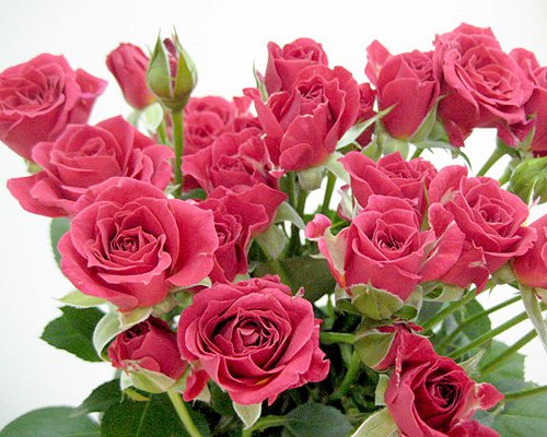 Amazon｜バラ 生花 切り花 薔薇 SPミニバラレッド系 5本〔cool