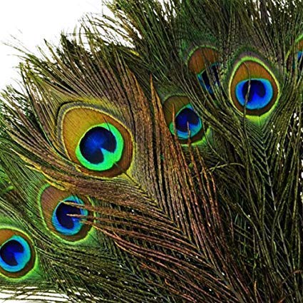 AMAN FANCY RAKHI Mor Pankh Real Peacock Feather Original Tails Décor Big and Small Size for Home use Lizards Pujan, Multicolor, Pack of 25-image-26