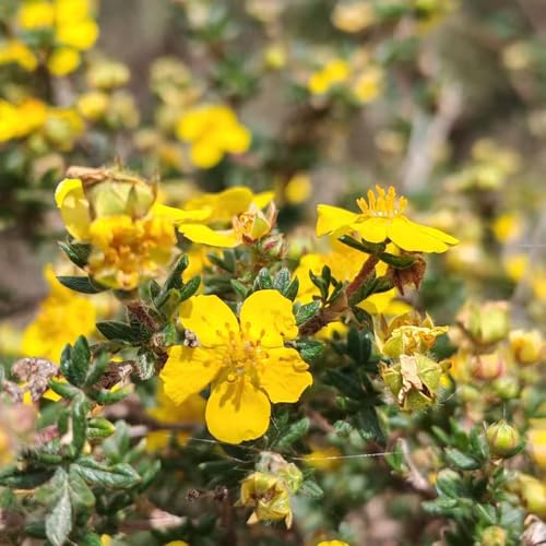 Semillas y flores de potentilla plantas resistentes para el jardín Plantas medicinales flores de verano Serie de plantas raras seto floreciente a prueba de invierno 150pcs
