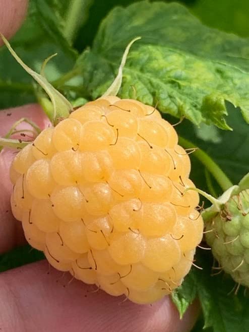 Amazon.com : New 200 BlackBerry Seeds Fruit Seeds Yellow Generic