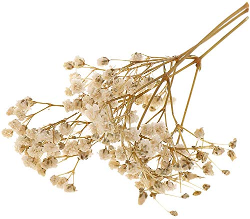 Flores y Hojas Secas para Manualidades - Blanco miniatura 2