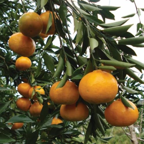 Muda Frutífera de Tangerina Murcott Enxertada
