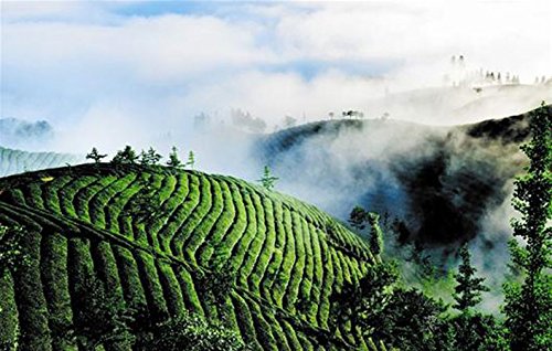 High Mountain Organic Green Tea Enshi Rich In Se Tea Selenium Tea Superfine Spring Tea 250G #TOP5