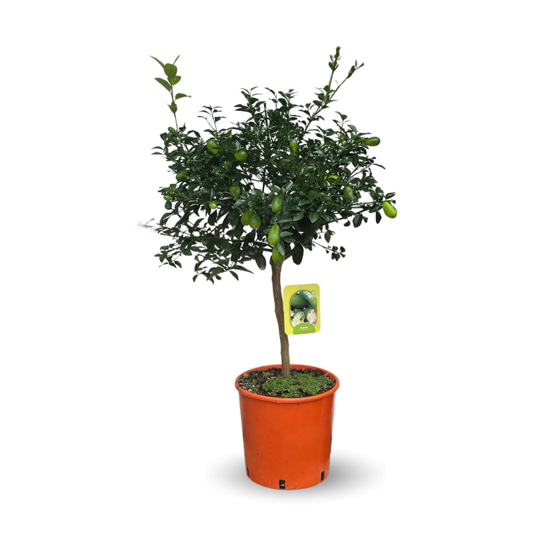 Citron caviar lune arbre fruitier agrume méditerranéen Microcitrus pot 22cm