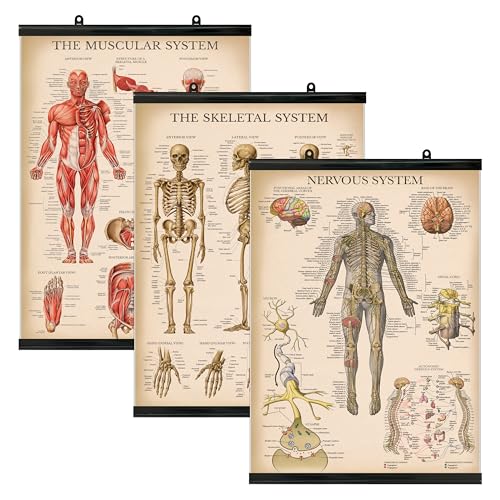El mejor review de Juego anatomía al mejor precio. 27 Palace Learning - Juego de 3 pósteres de anatomía de músculo clásico + esqueleto + sistema nervioso - Cartas anatómicas del sistema muscular y esquelético - Laminado con...