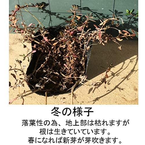 Amazon.co.jp: ヒメイワダレソウ（リピア） 【 10Potセット 】 花苗