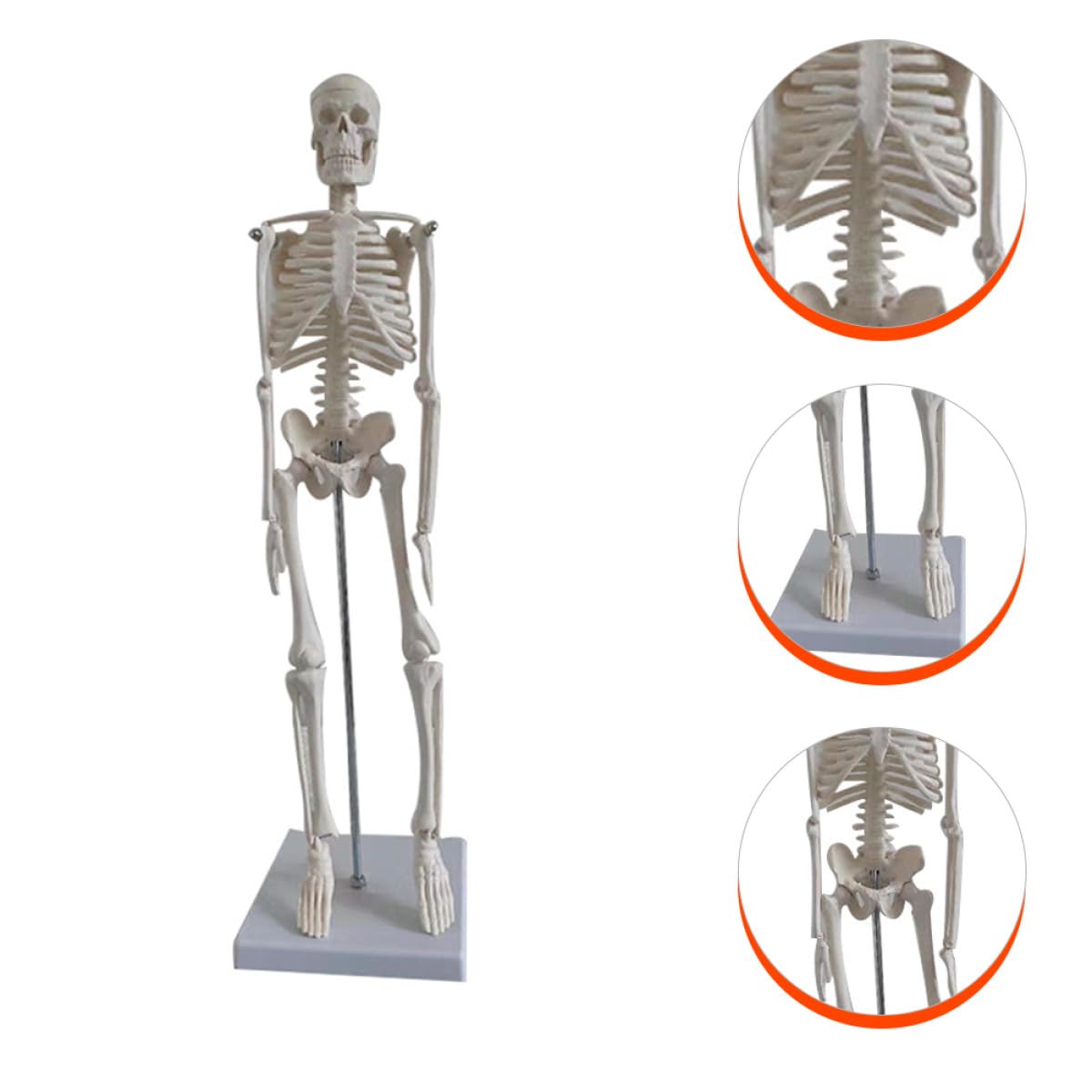 45cm Menschliches Skelettmodell aus Pvc, Weißes Lehrmodell