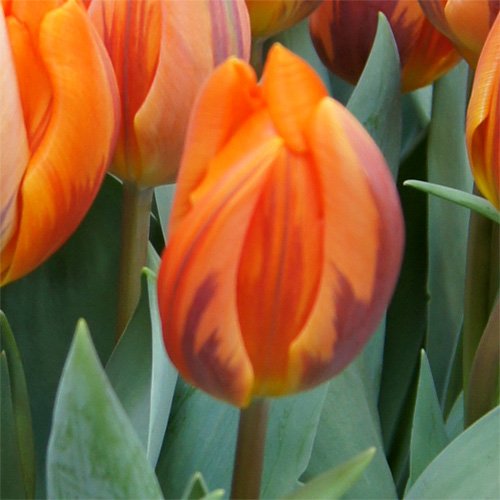 25 Quality Tulip Bulbs - Princess Irene (Orange) - Freshly Imported from Holland