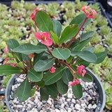 Euphorbia milii Crown of Thorns red Cacti Cactus Succulent Real Live Plant
