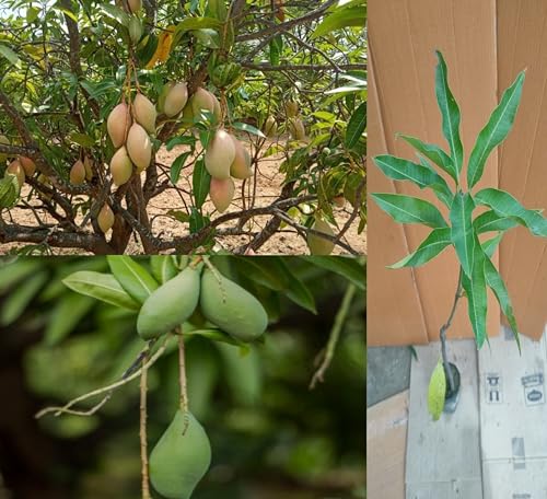 Image of Premium Totapuri Mango Plant Grafted Hybrid -Fruit After 1.5-2 Years (2-3 Feet Height) Exotic Fruit Tree 1 Healthy Live Plant PB 41