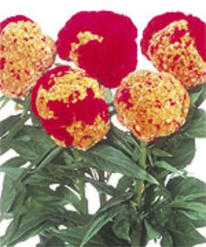 HUGE RARE RED/YELLOW BRAIN HEAD CELOSIA! 50 SEEDS