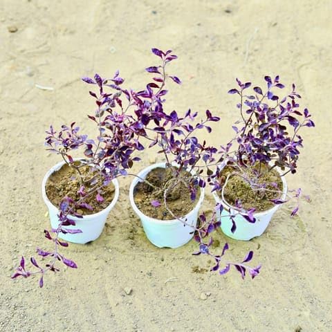 Best Nursery Set of 3 - Laal Saag in 4 Inch White Nursery Pot-image-1