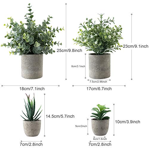Recopilación y reviews de Comprar plantas online baratas más recomendados. 15 Imagen adicional