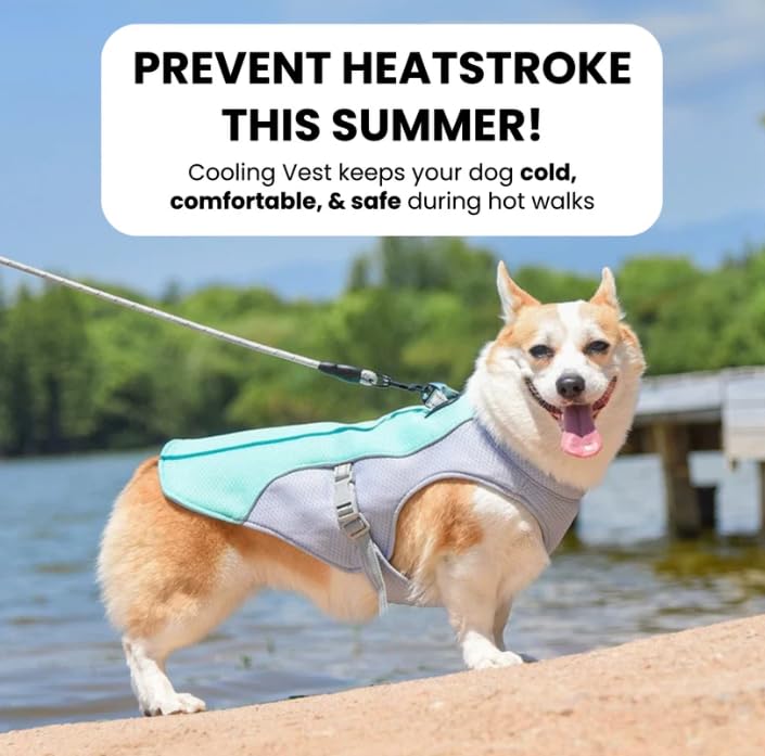 Gilet rafraîchissant pour chien par temps chaud, respirant et réglable, maintient les animaux de compagnie à l'aise pendant les activités de plein air
