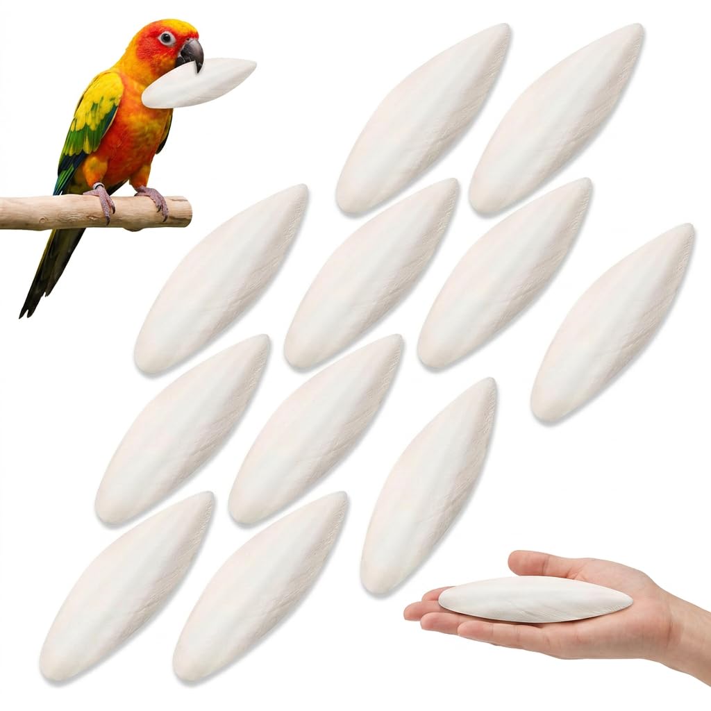 QEAS 11psc Cuttlefish Bone, Cuttlefish for Birds and Tortoises, Natural Parrots Chewing Toys, Parrots Chew Toys for Parrots Cage Birds Reptiles Tortoises Snails Calcium Supplement for Beak