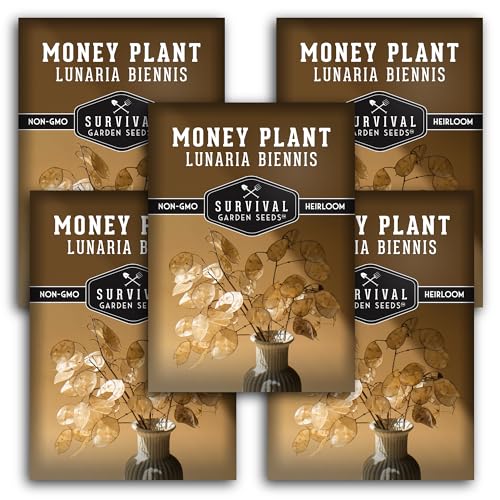 Money Plant Seed for Planting - 5 Packets with Instructions to Plant and Grow Lunaria Annua in Your Home Garden - Non-GMO Heirloom Variety - Survival Garden Seeds