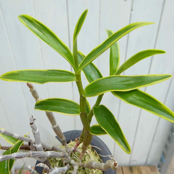 Amazon.co.jp: 長生蘭 黄龍 苗 3号鉢 斑入り 石斛 セッコク 山野草