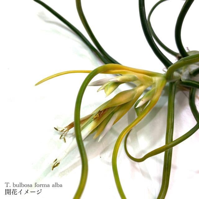 Amazon.co.jp: (現品) チランジア ブルボーサ アルバ (No.21769