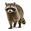 Raccoon