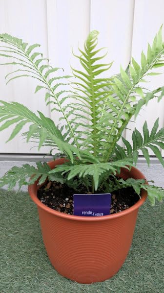 Amazon｜観葉植物 シダ植物 ブレクナム シルバーレディ 7号サイズ