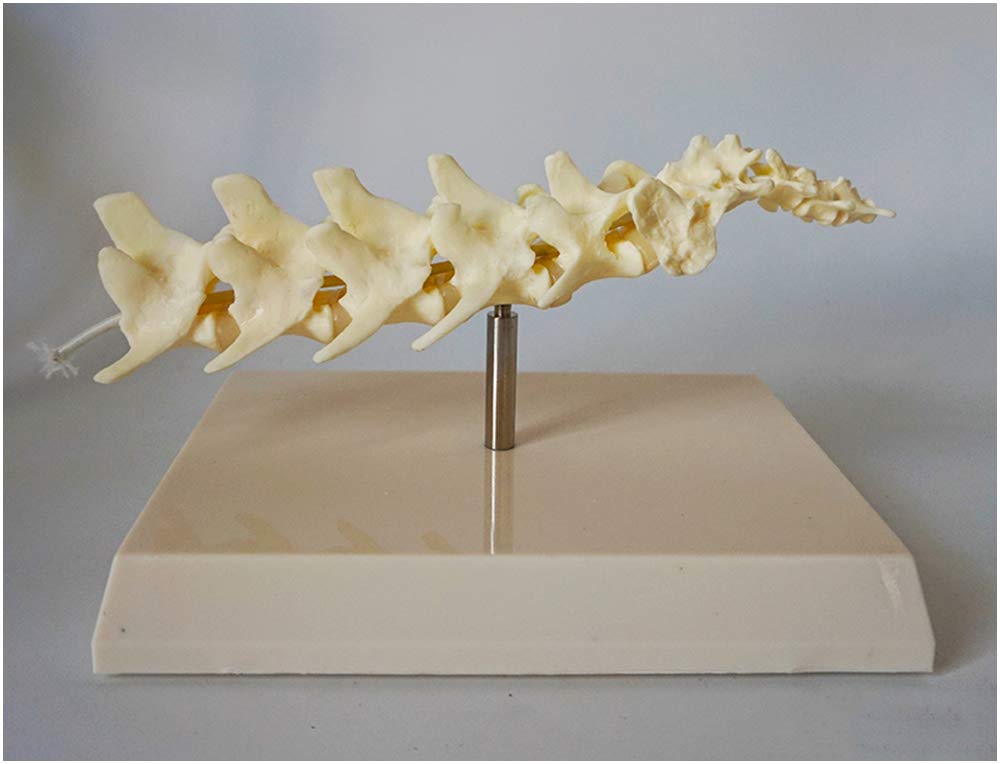 sjdoPulse Dog Spine Model - Dog Lumbar Vertebrae Model Canine Skeleton Bone Vertebral Anatomical Model - Medical Anatomical Dog Spine Model - ForPet Veterinary Teaching Model