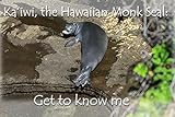 Ka'iwi, the Hawaiian monk seal: Get to know me