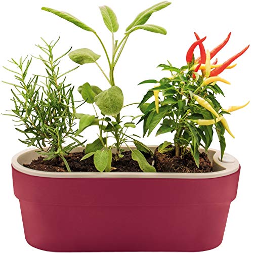 Vaso Horta p/Plantas Autoirrigável Jardim Casa Apartamento