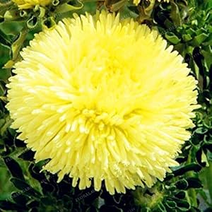 . 100pcs / bag Aster Aster Bonsai bonsai del fiore della pianta del fiore del crisantemo del Rainbow perenne pianta fiorisce per la casa Giardino: 1: Only Seeds