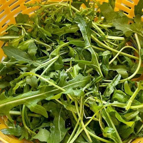 semi di rucola perenni - resistenti balcone vecchi giardino esotiche 200pcs